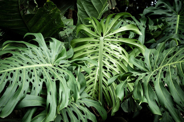 Artificial Plant for Museum, parks and zoos-03.jpg